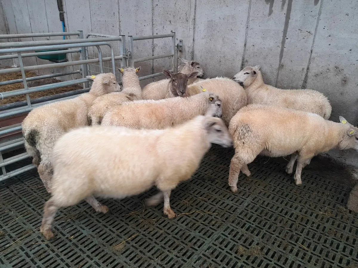Lambs - Image 2