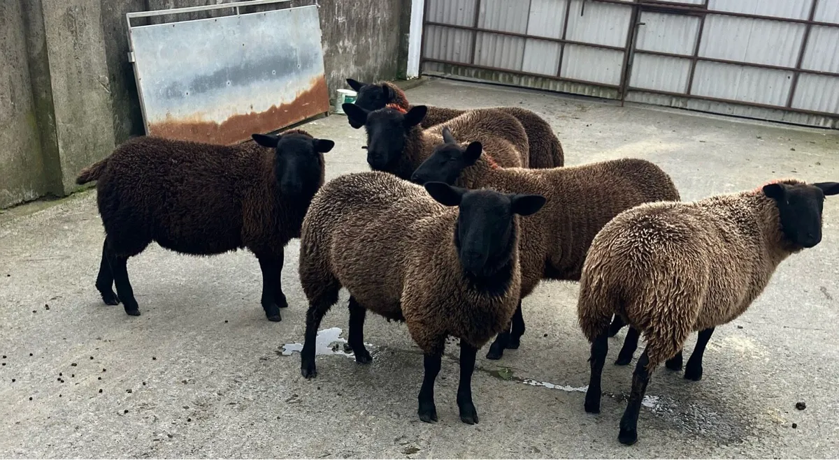 Dutch spotted X Suffolk ewe lambs - Image 3