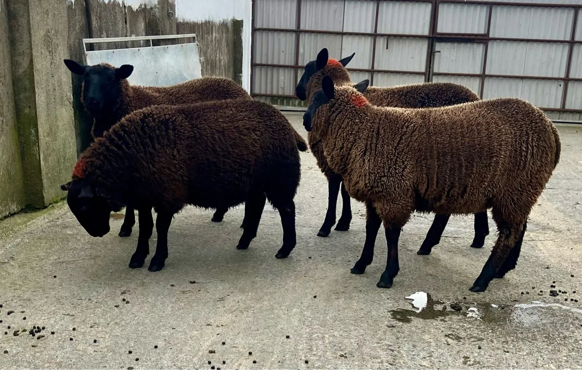 Dutch spotted X Suffolk ewe lambs - Image 4