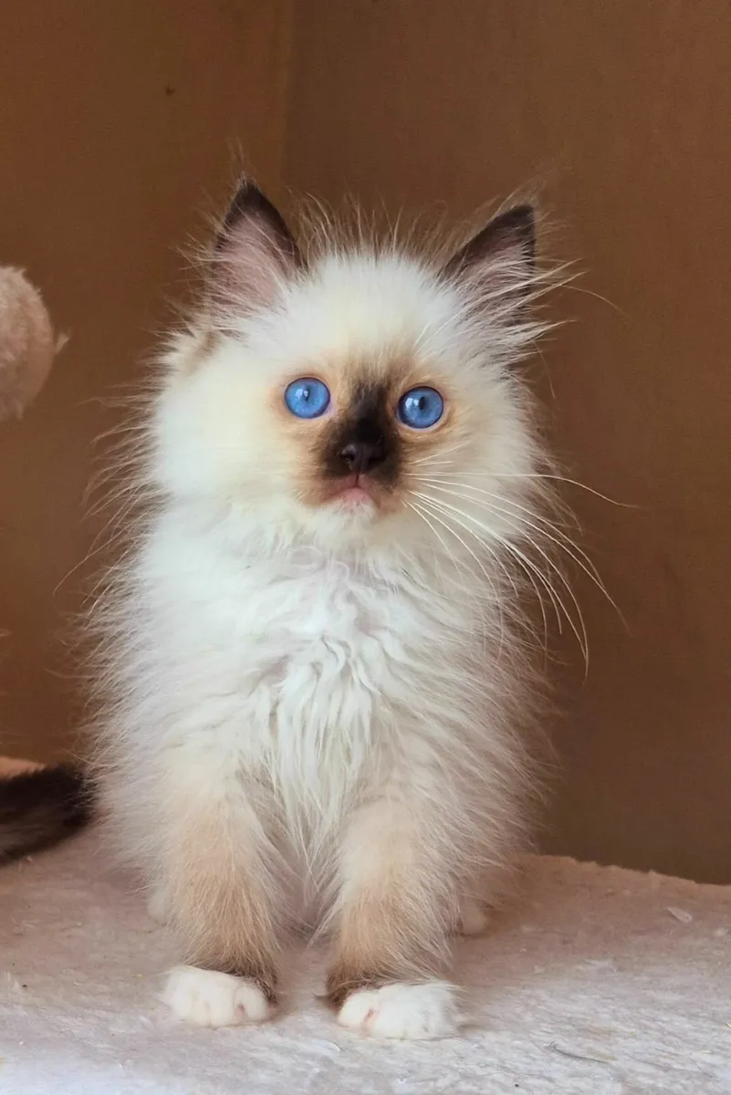 Ragdoll kittens gccf reg - Image 1