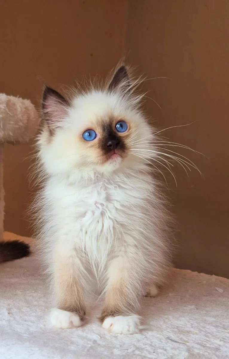 Ragdoll kittens gccf reg - Image 2