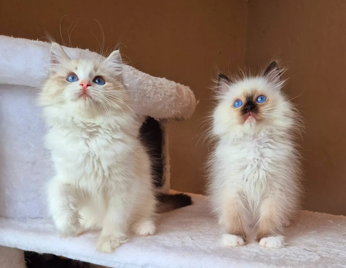 Ragdoll kittens gccf reg - Image 3