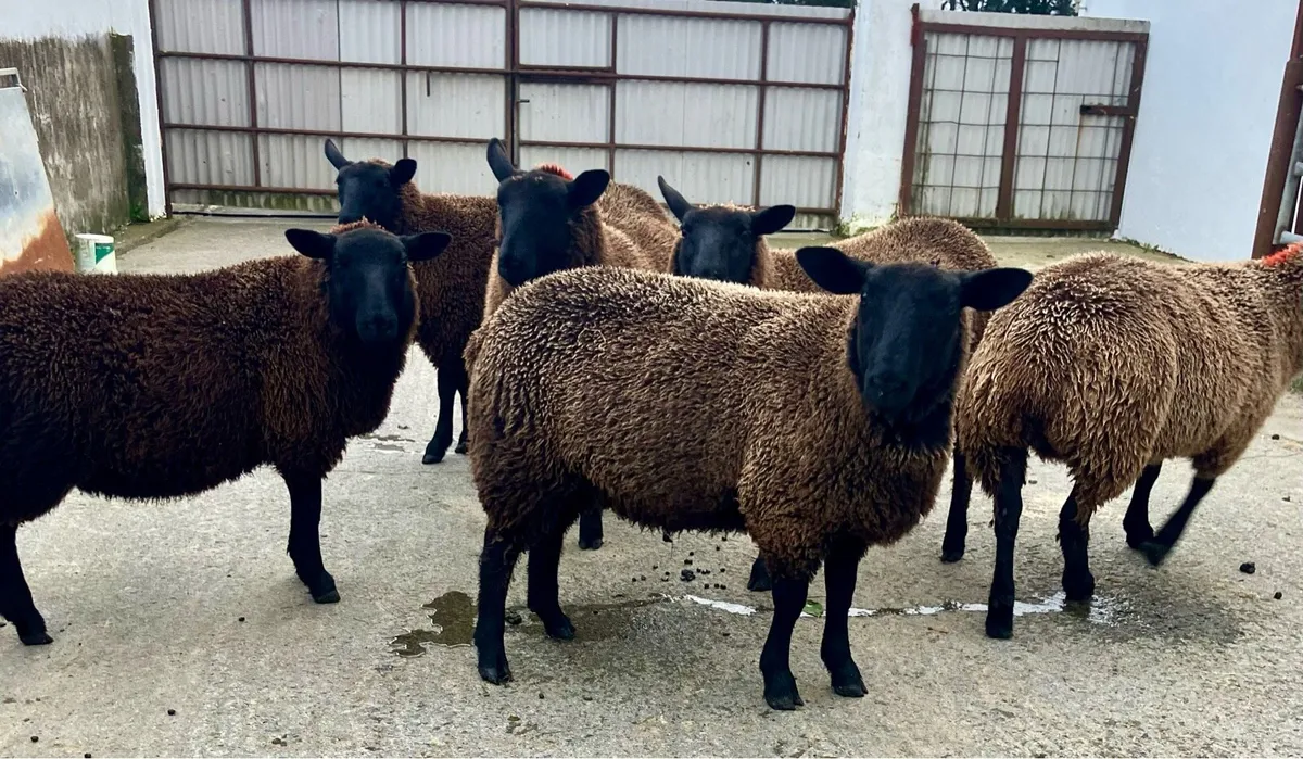 Dutch spotted X Suffolk ewe lambs - Image 1