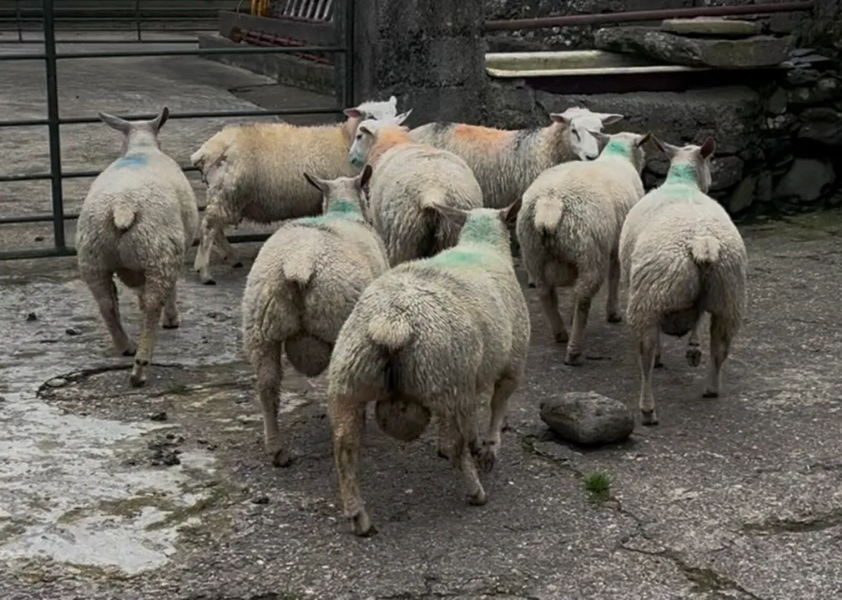 Pedigree Charollais and Belclare Ram Lambs - Image 1