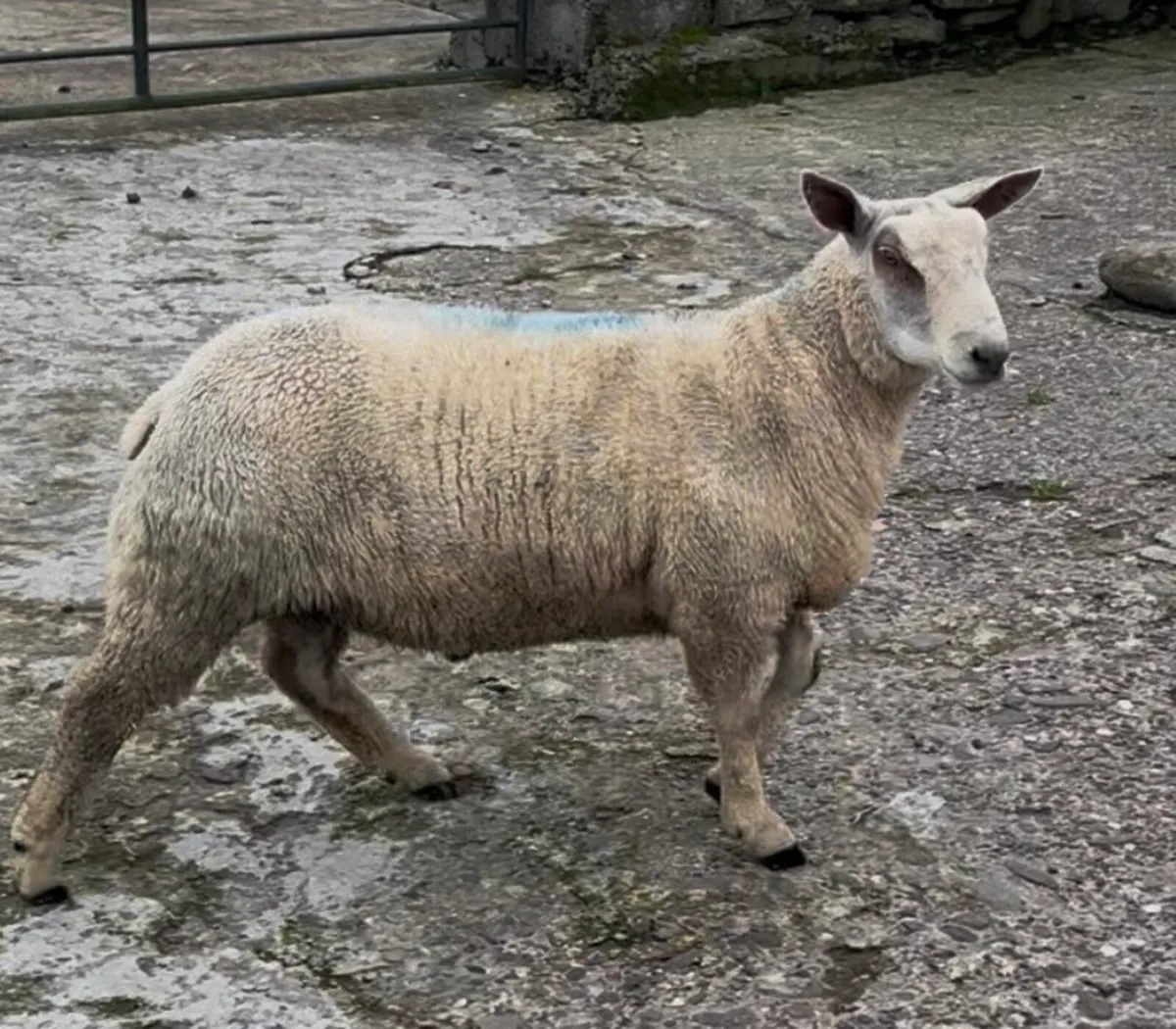 Pedigree Charollais and Belclare Ram Lambs - Image 2