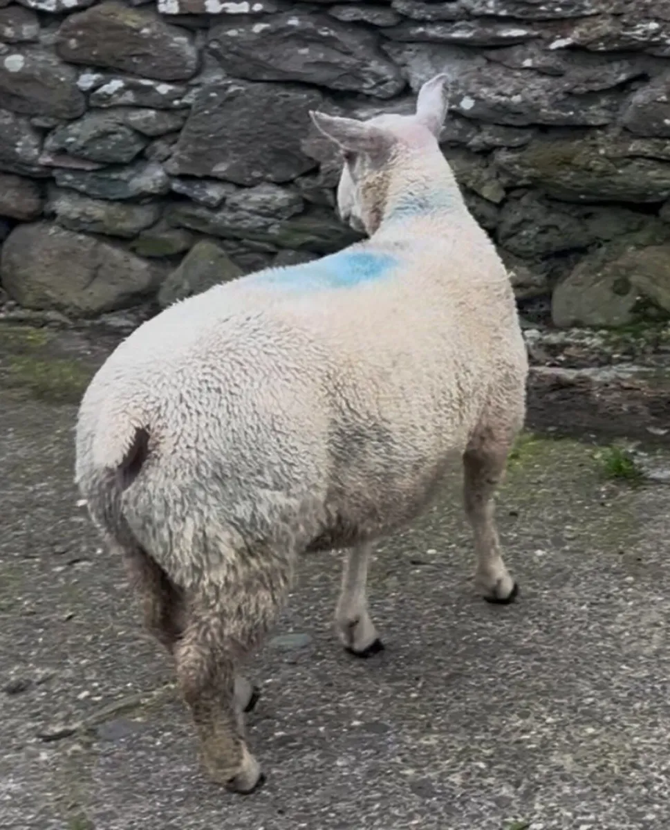 Pedigree Charollais and Belclare Ram Lambs - Image 3