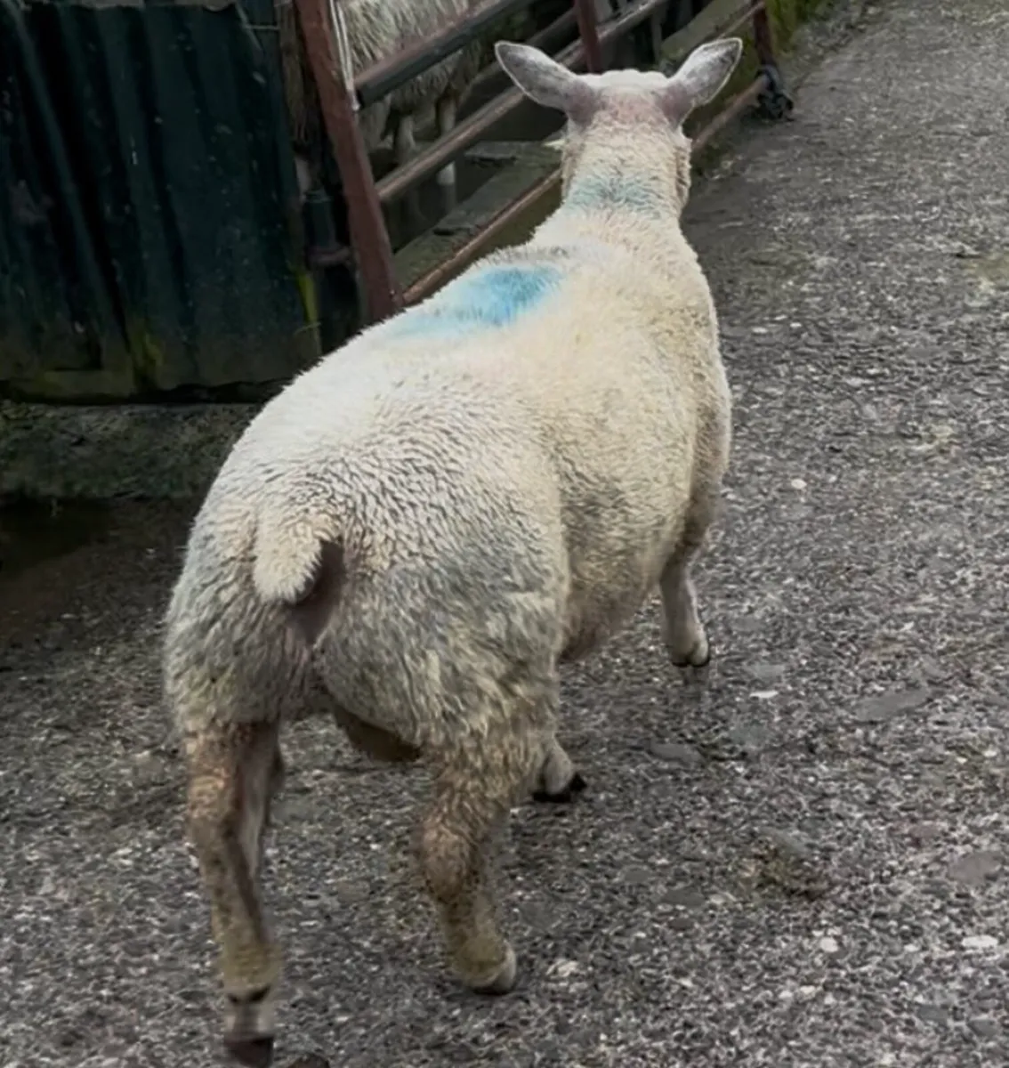 Pedigree Charollais and Belclare Ram Lambs - Image 4