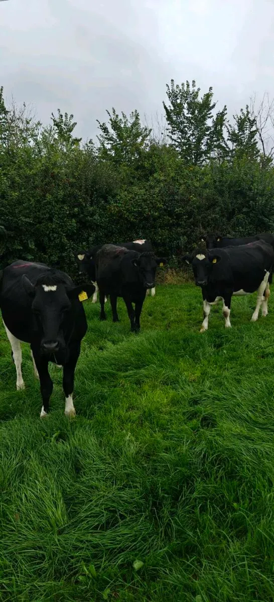Incalf heifers - Image 1
