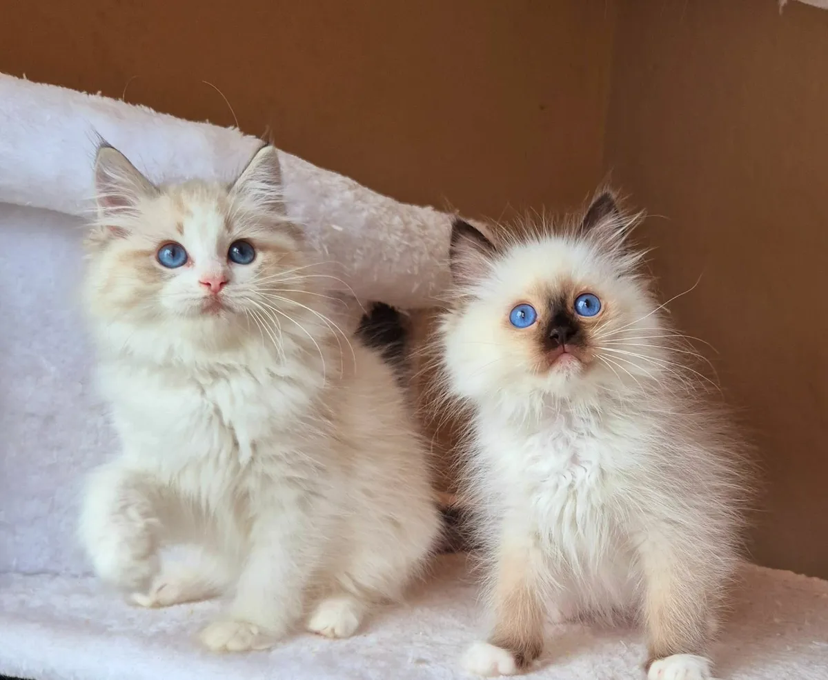 Ragdoll kittens gccf reg - Image 4