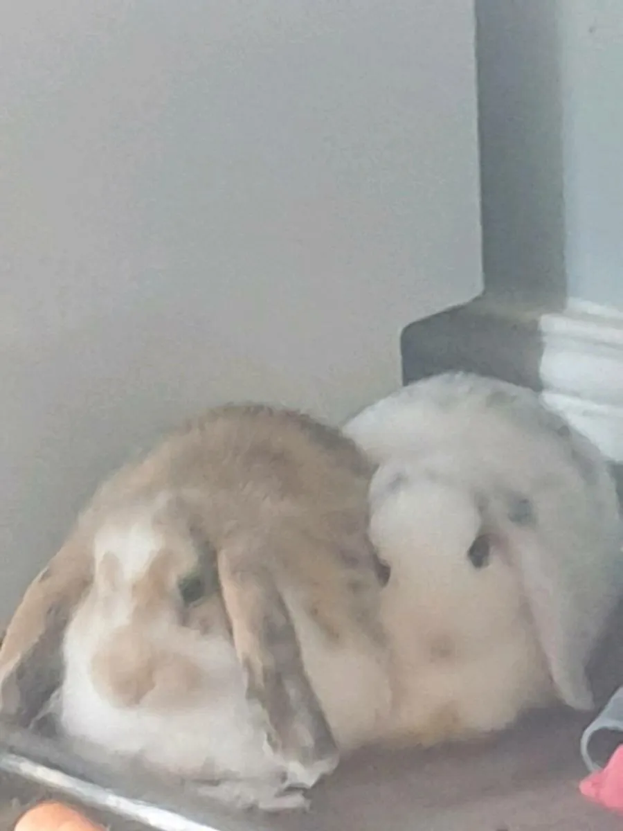 Rabbits - Image 1