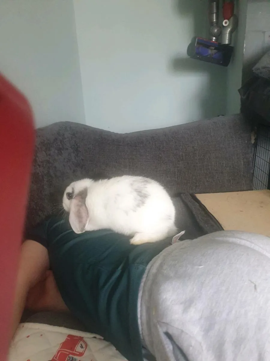 Rabbits - Image 3