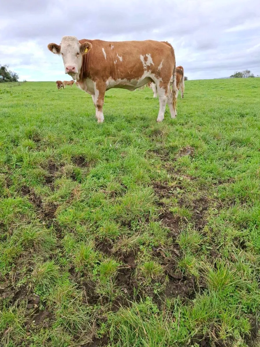 Simm x heifers fir sale - Image 2