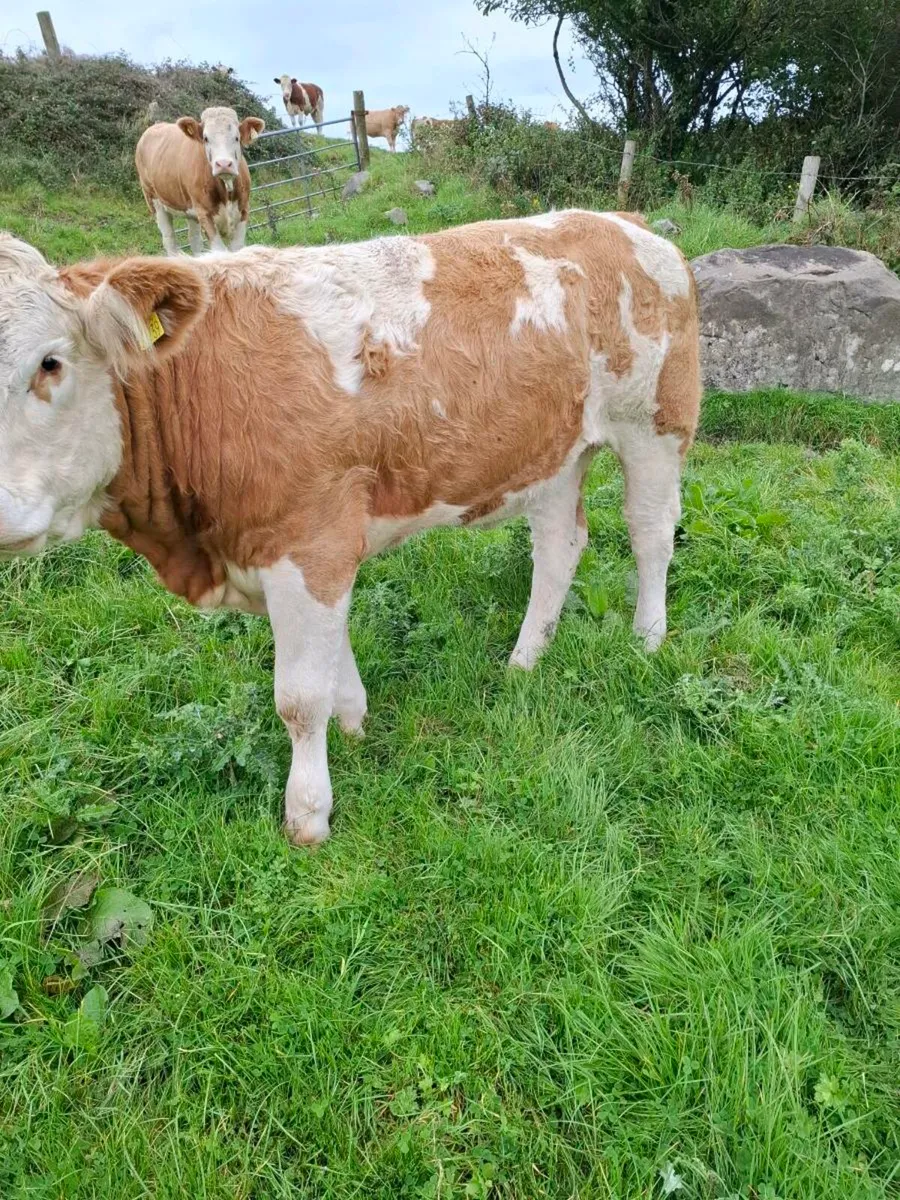 Simm x heifers fir sale - Image 3