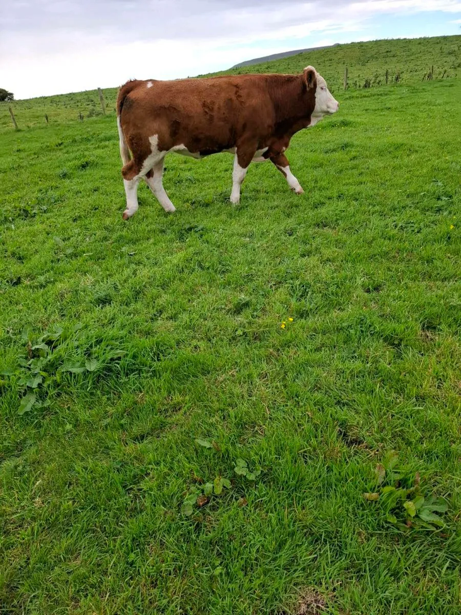 Simm x heifers fir sale - Image 4