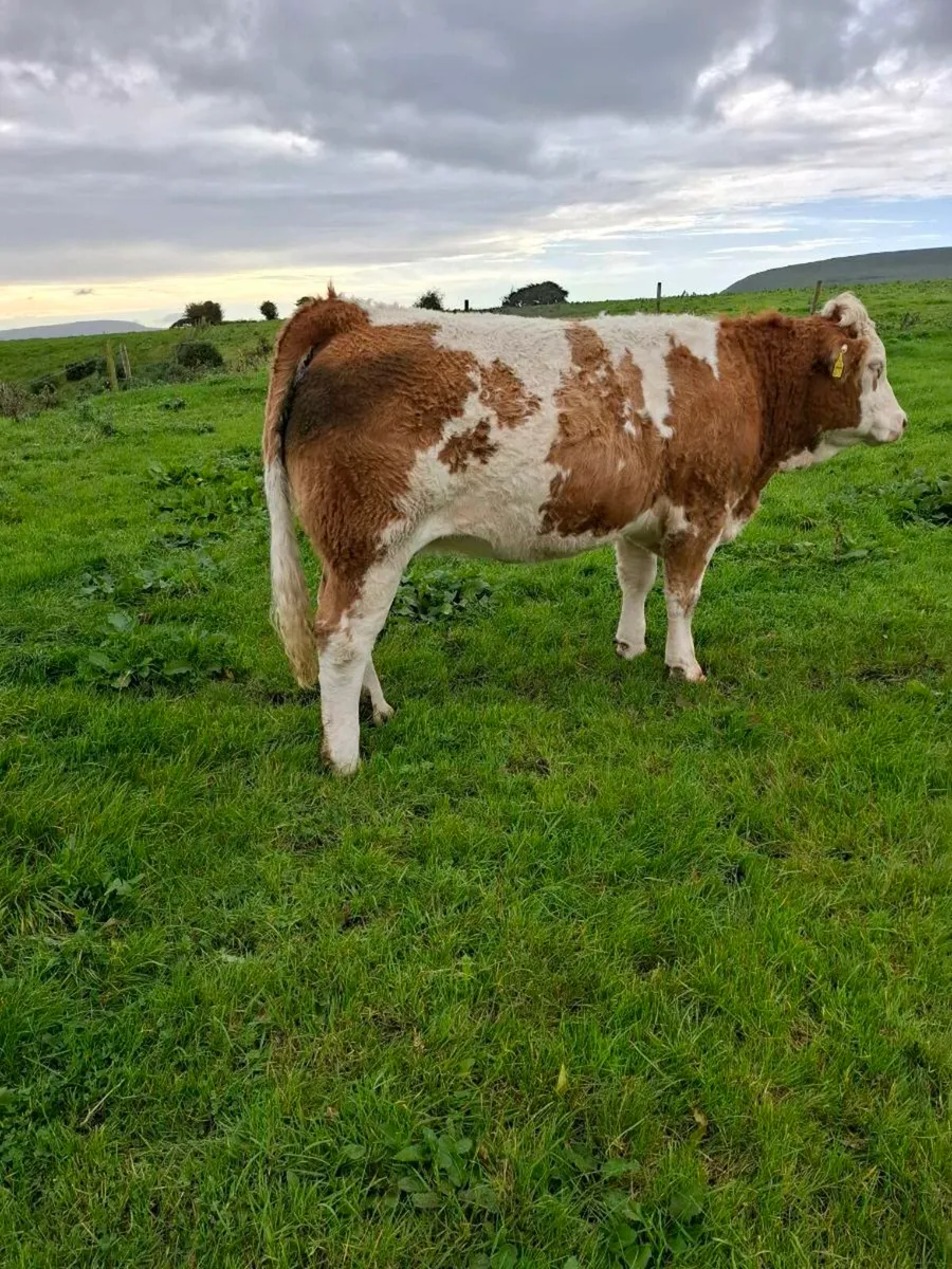 Simm x heifers fir sale - Image 1