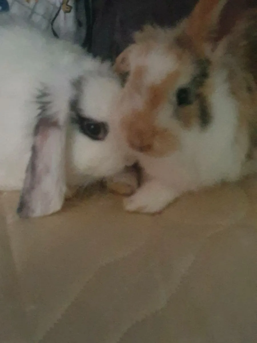 Rabbits - Image 4