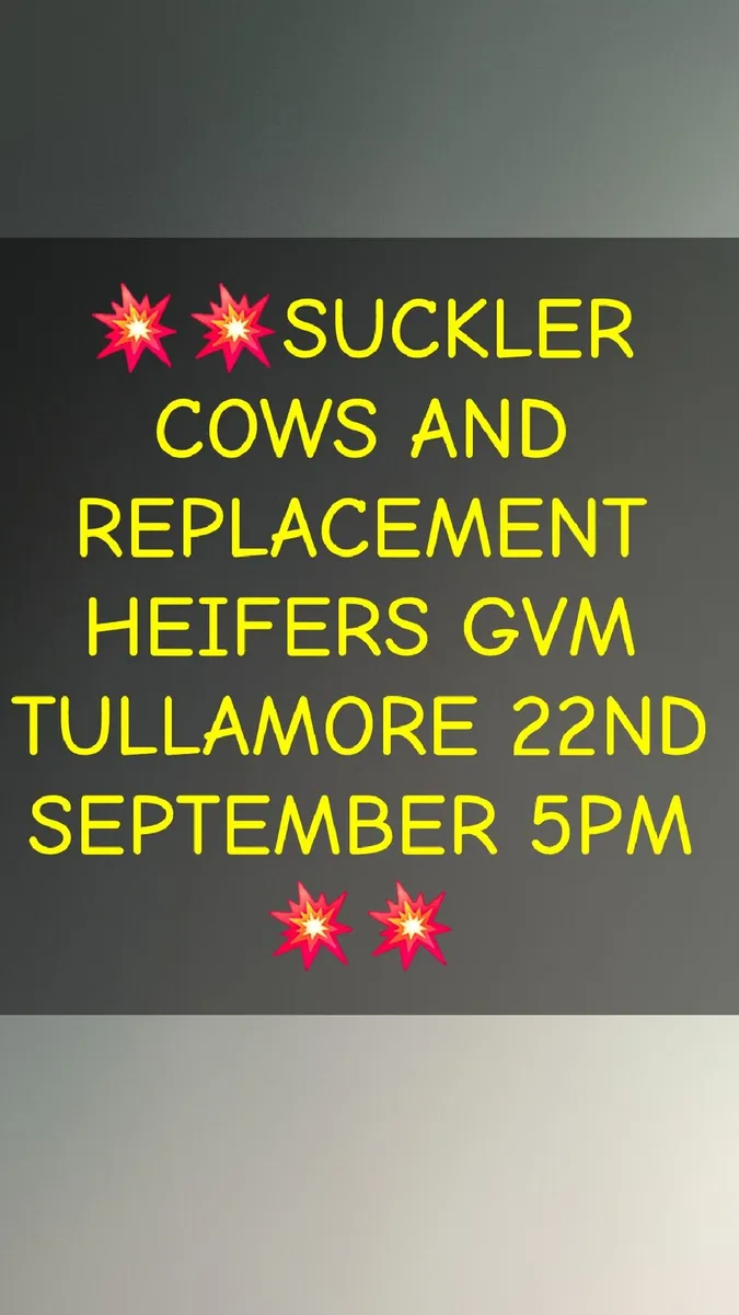 Special Entry Suckler Sale Tullamore Mart 22nd Sep - Image 2