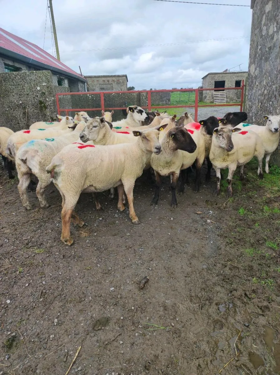 Young breeding ewes - Image 1