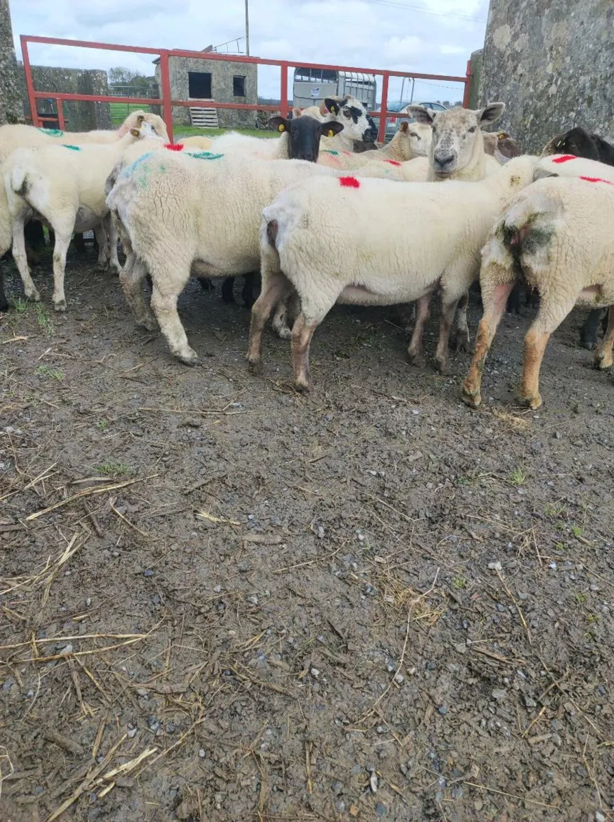 Young breeding ewes - Image 2