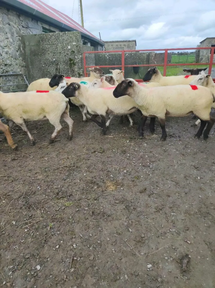 Young breeding ewes - Image 4