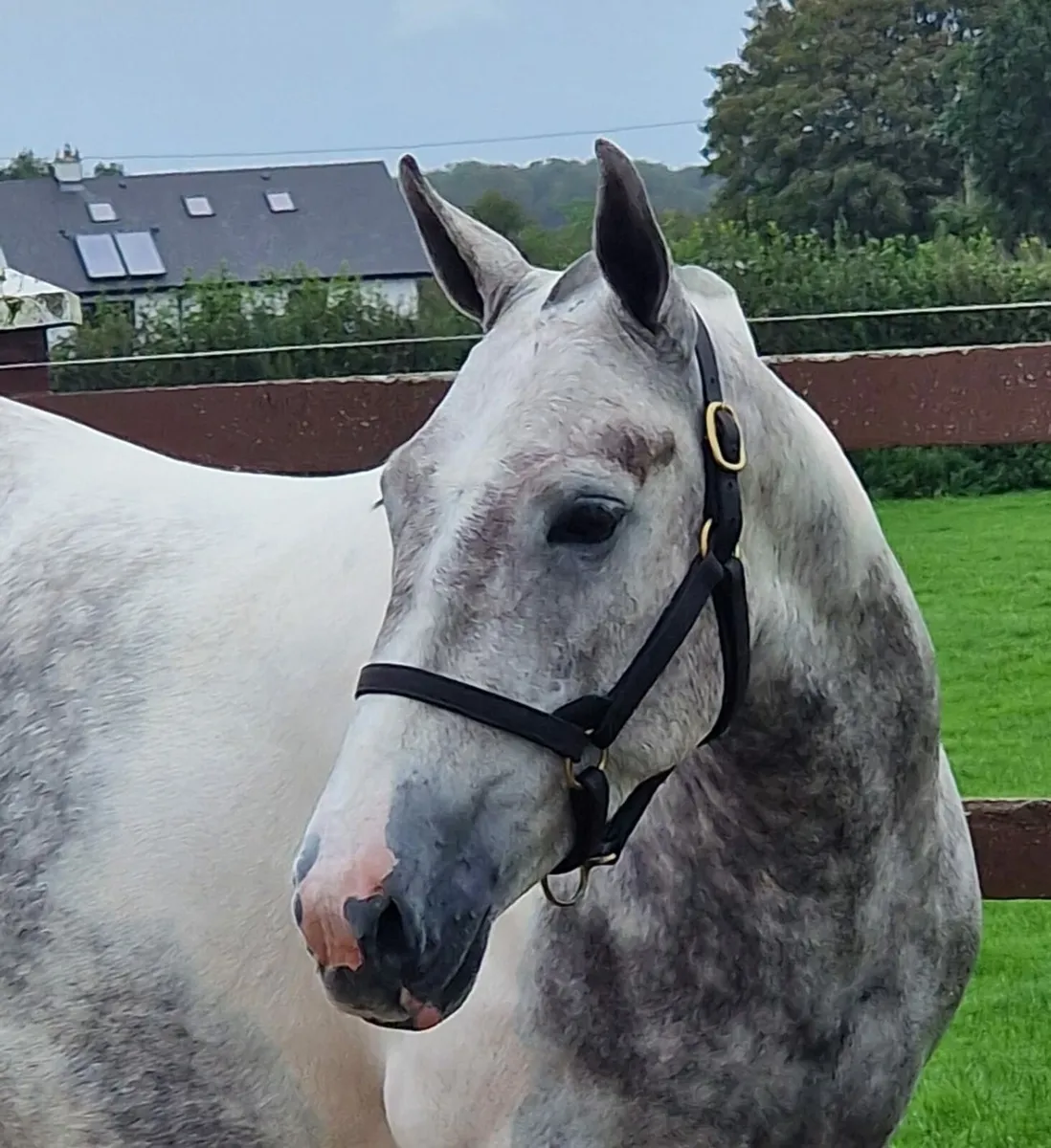 *** Wonderful Coloured Cob *** - Image 2