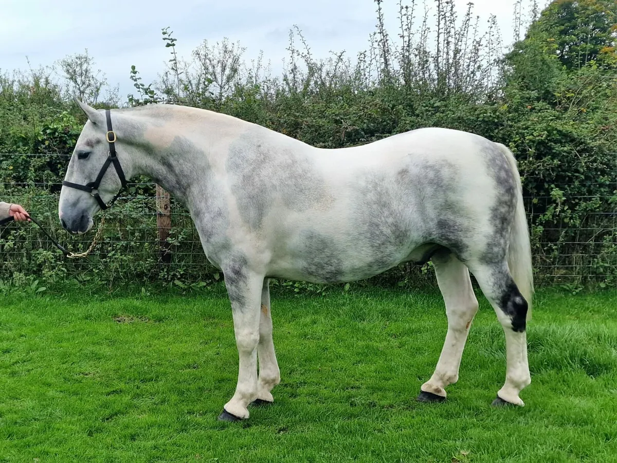 *** Wonderful Coloured Cob *** - Image 1
