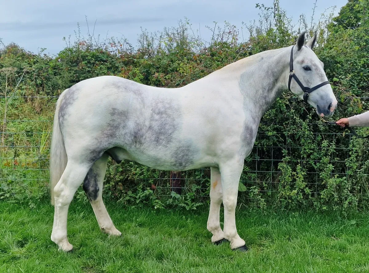 *** Wonderful Coloured Cob *** - Image 3
