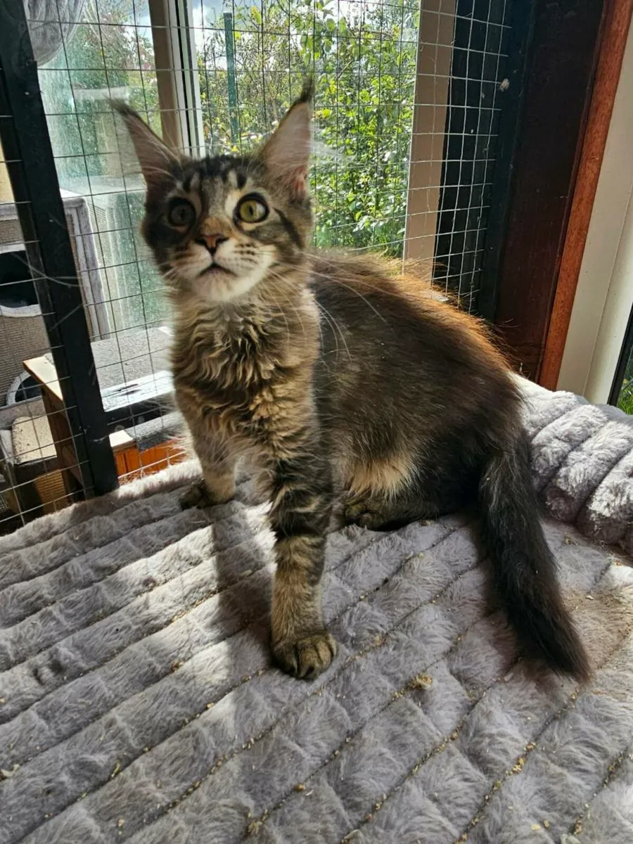 Maine Coon kittens pedigree and registered - Image 3