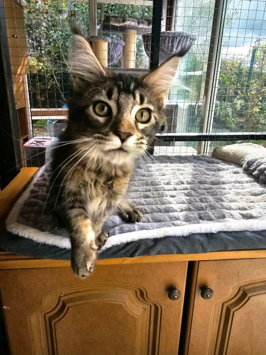 Maine Coon kittens pedigree and registered - Image 1