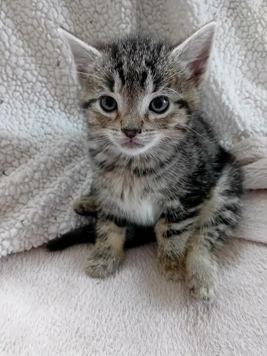 Kittens - Image 1