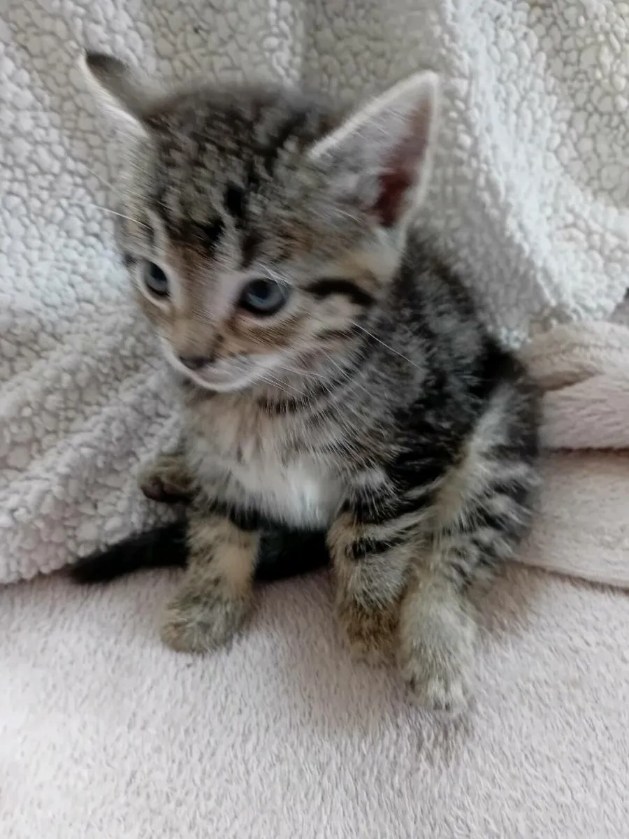 Kittens - Image 2