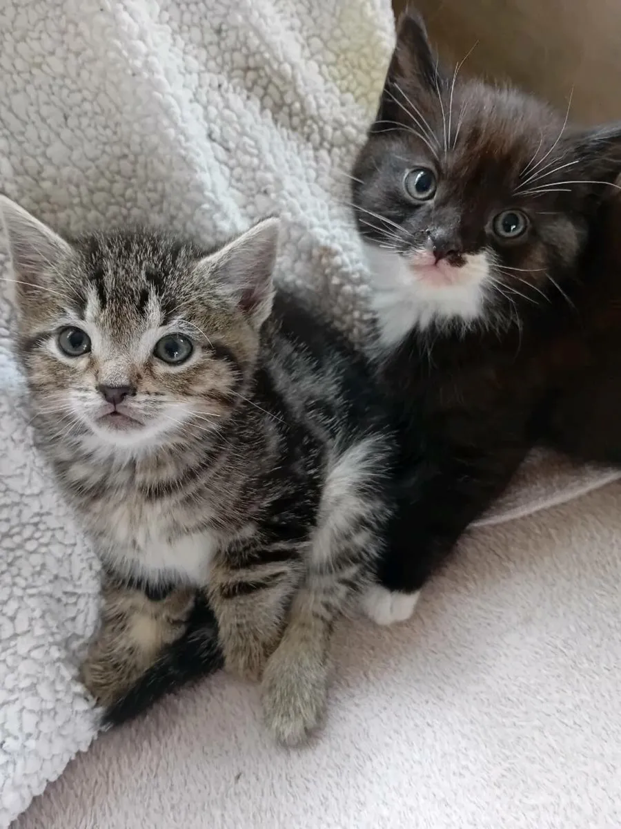 Kittens - Image 3