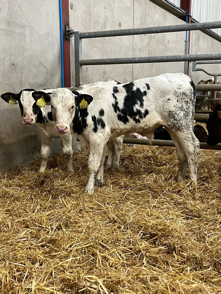 6 Super Bull Calves - Image 1