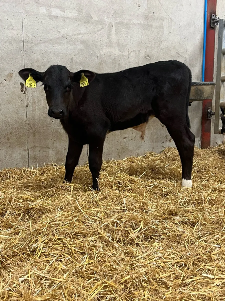 6 Super Bull Calves - Image 2