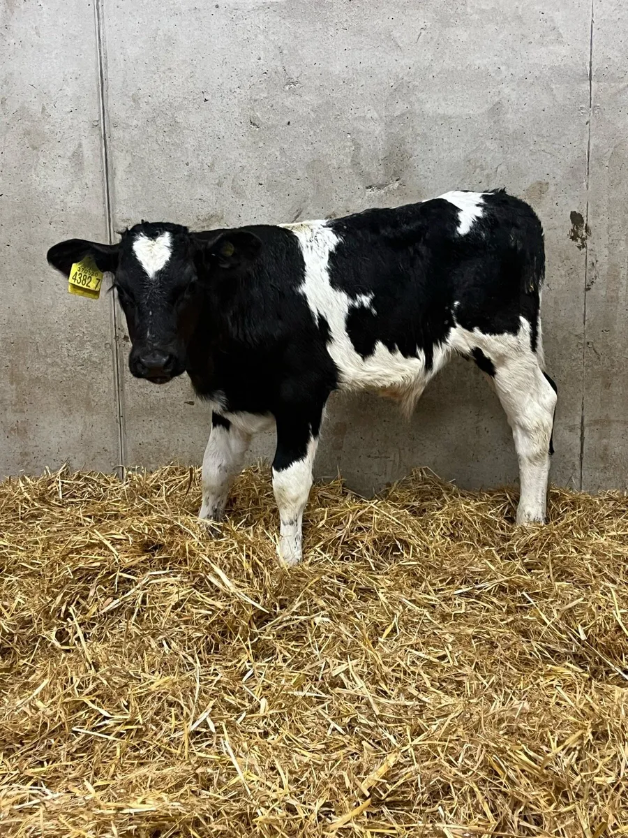 6 Super Bull Calves - Image 3