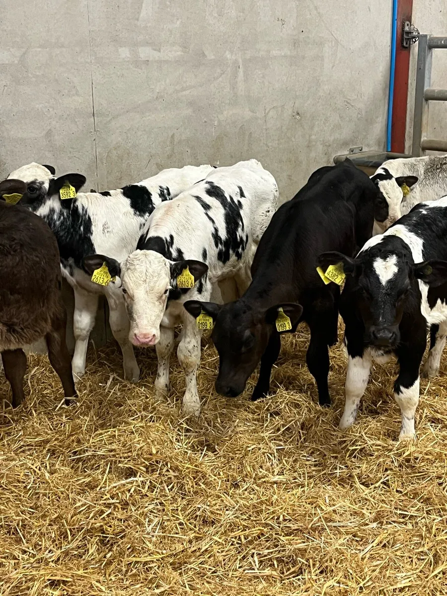 6 Super Bull Calves - Image 4