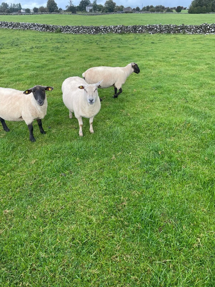 Ewes for sale - Image 2