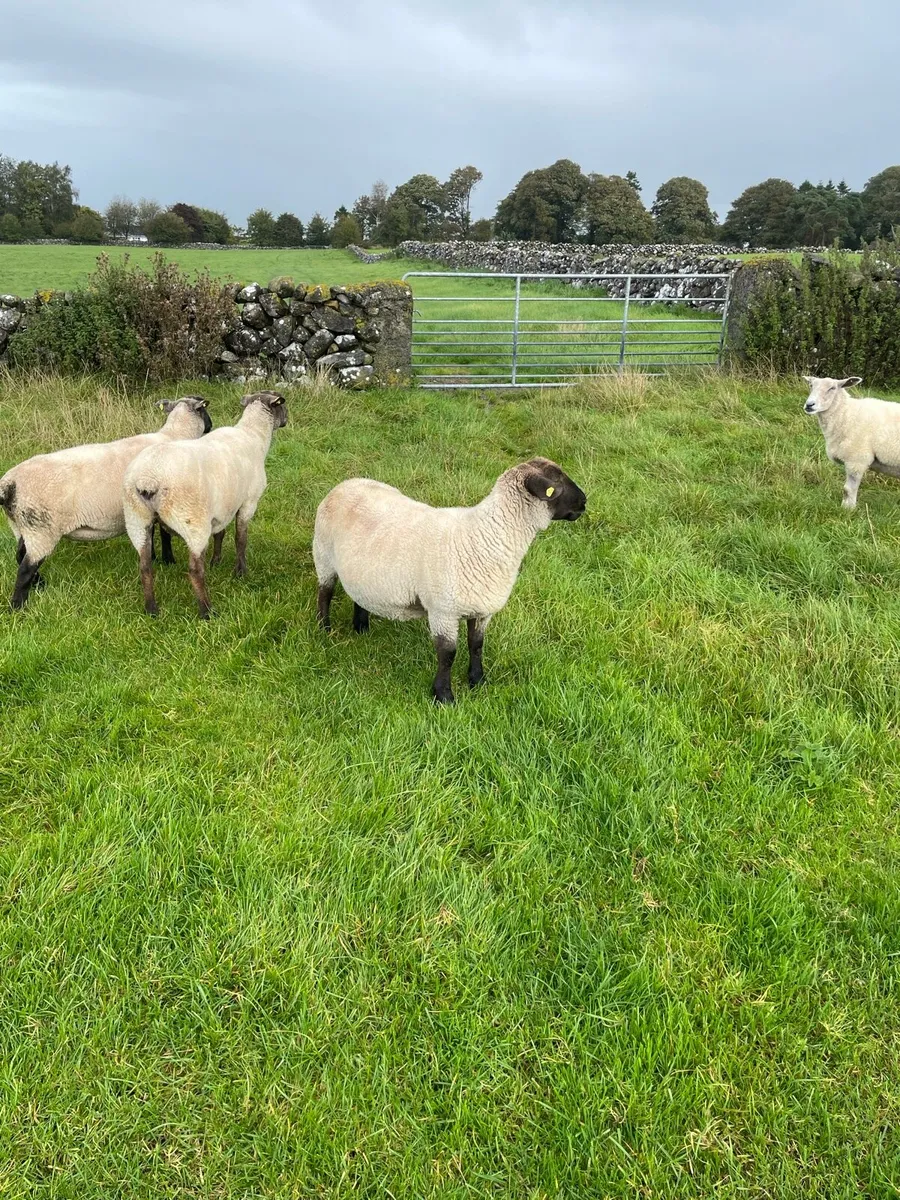 Ewes for sale - Image 3