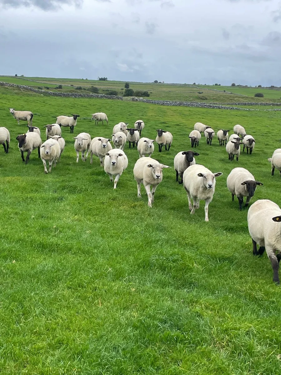 Ewes for sale - Image 1