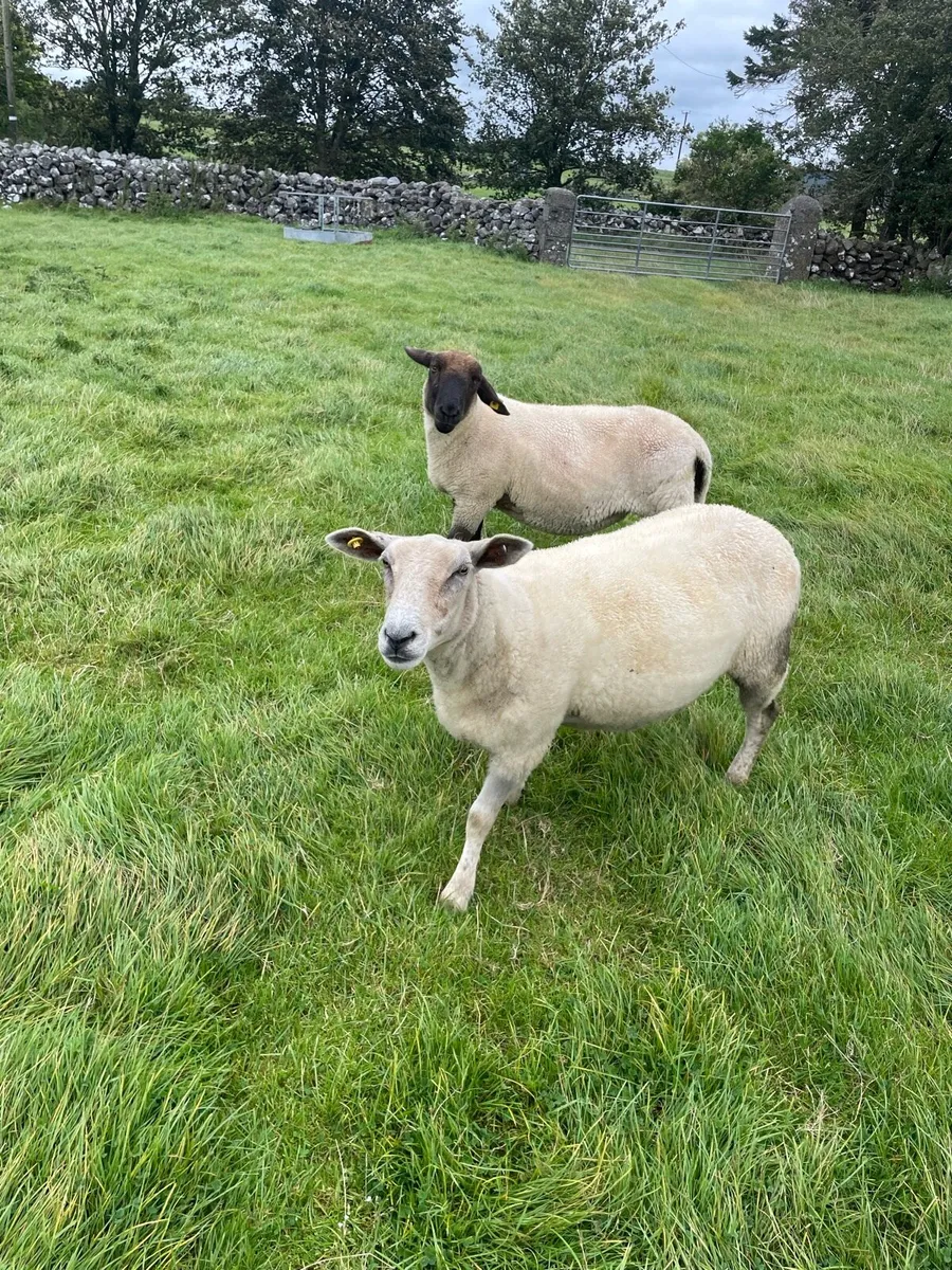 Ewes for sale - Image 4
