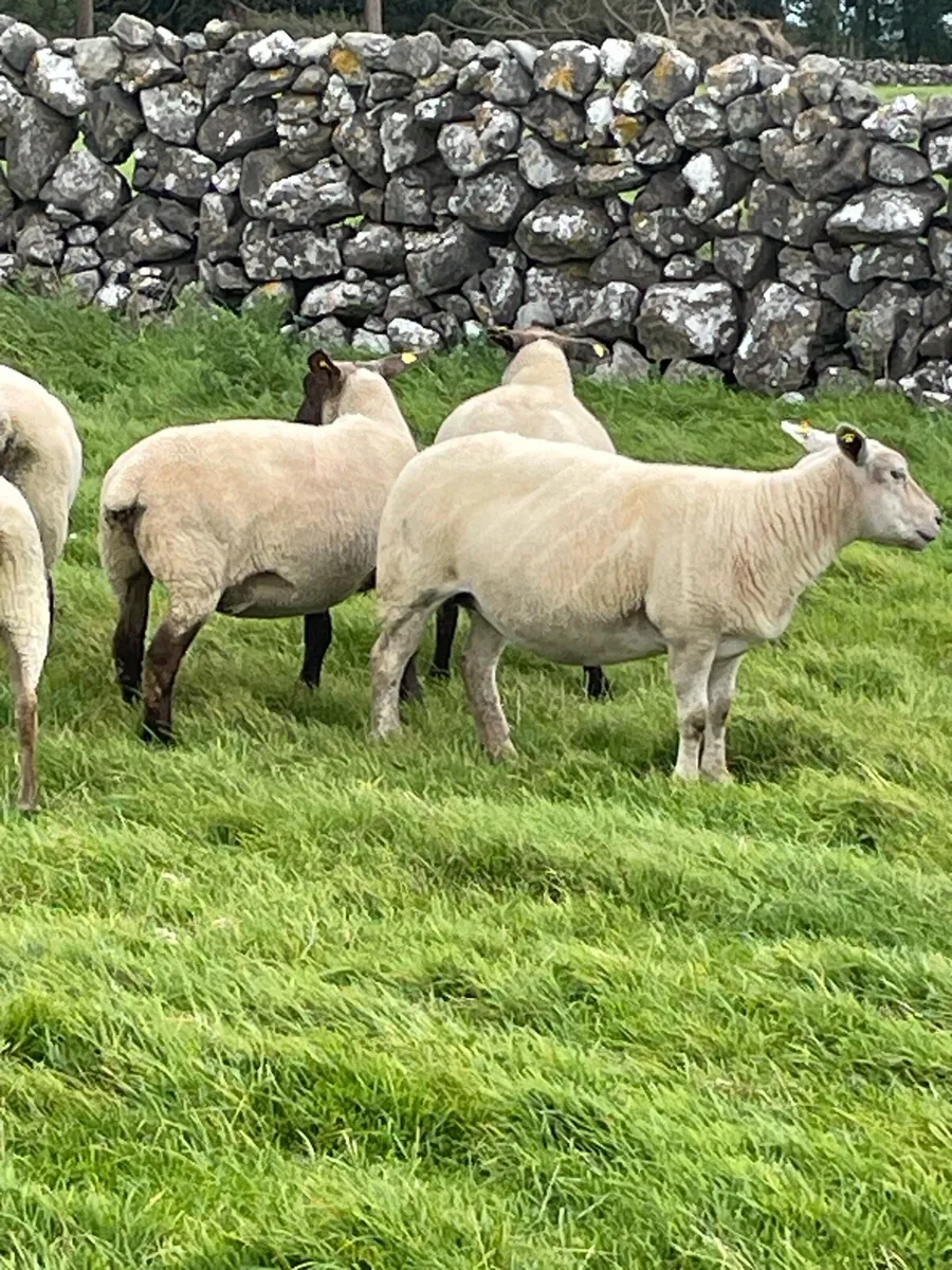 Ewes for sale - Image 1