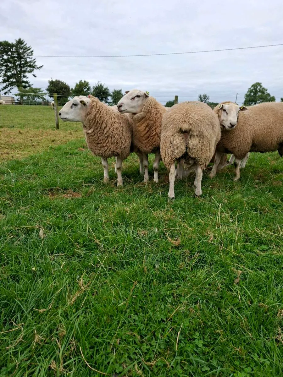 PBR Belclare ram lambs SIS approved - Image 1