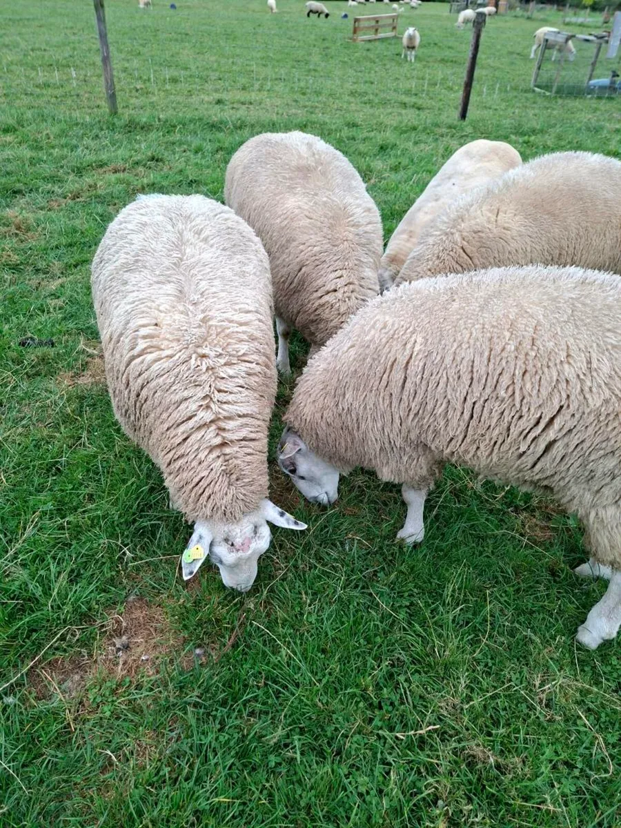 PBR Belclare ram lambs SIS approved - Image 2