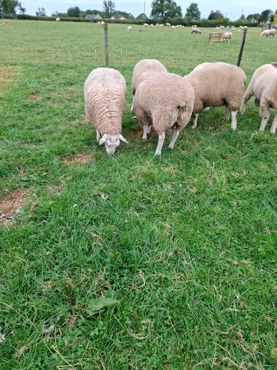 PBR Belclare ram lambs SIS approved - Image 3
