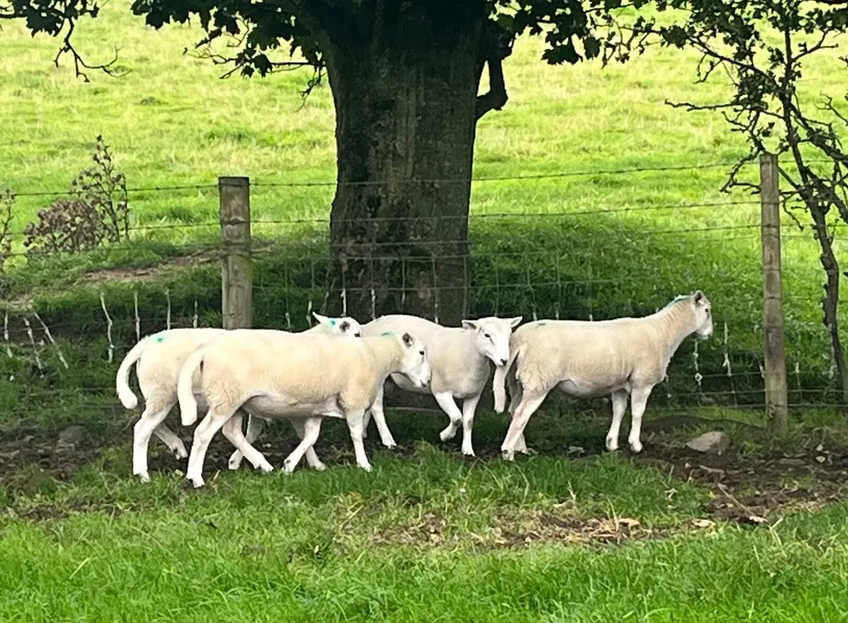 Easycare Rams - Image 1