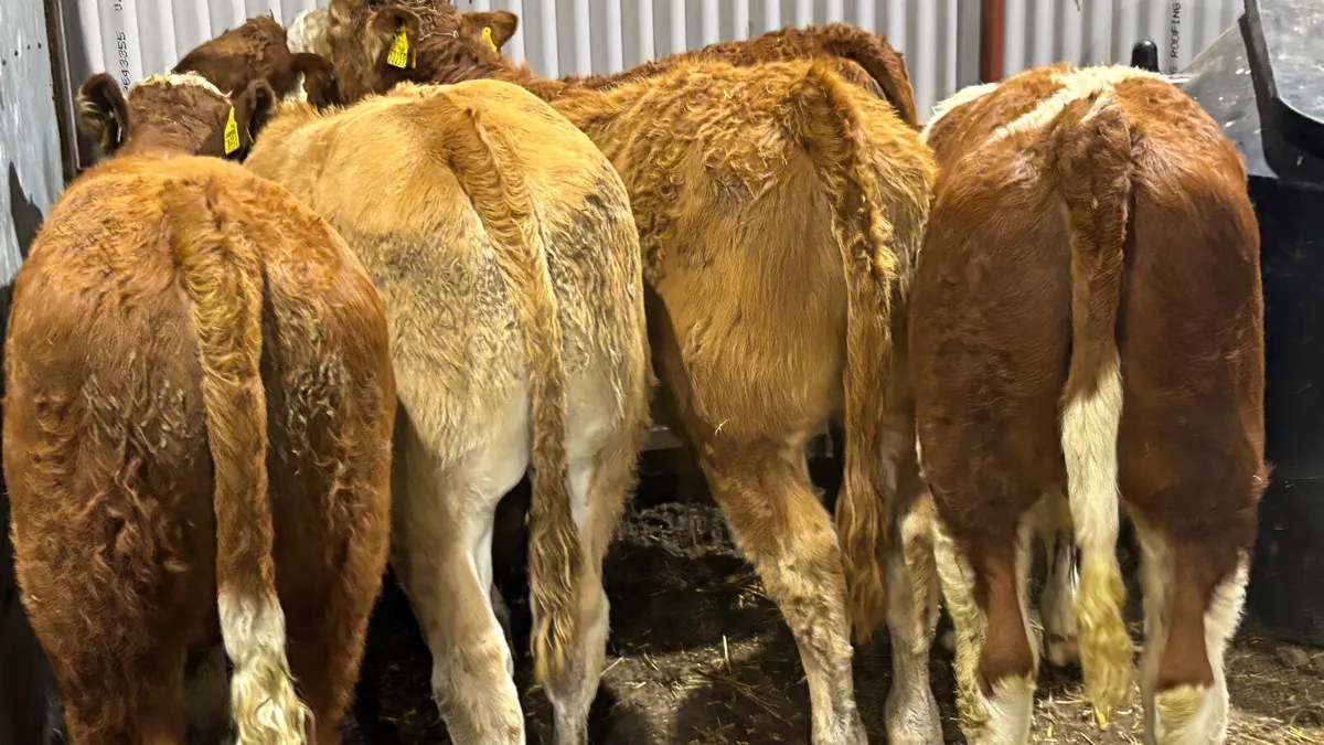 6 Quality Continental Bull Wealings - Image 2