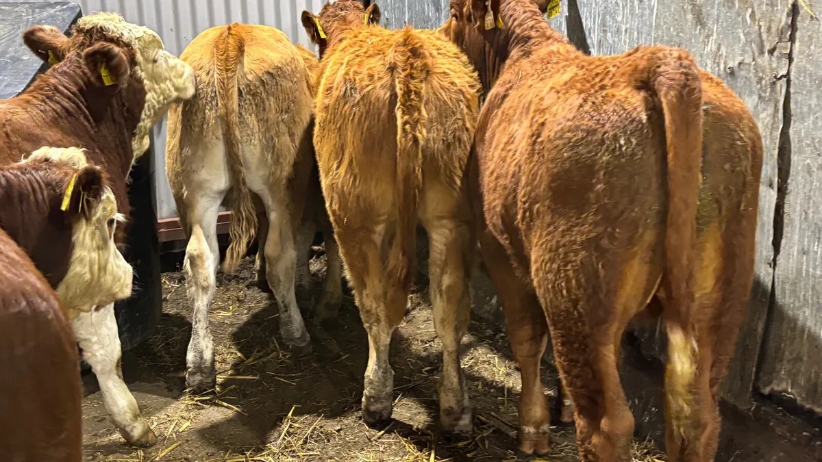 6 Quality Continental Bull Wealings - Image 3