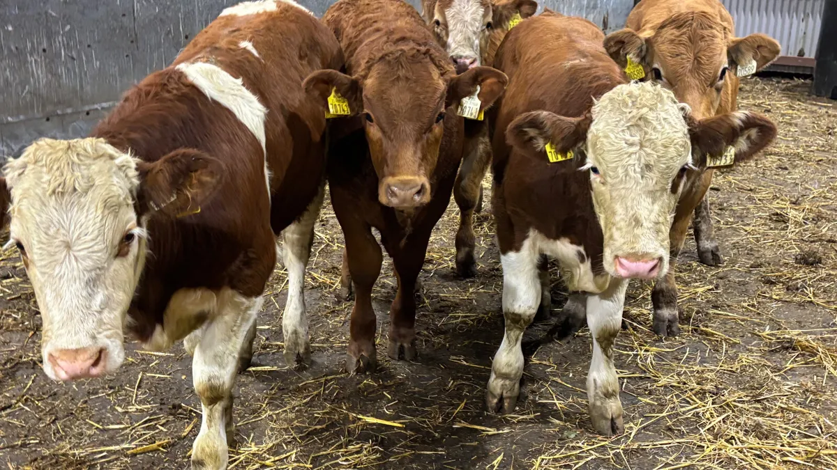 6 Quality Continental Bull Wealings - Image 4
