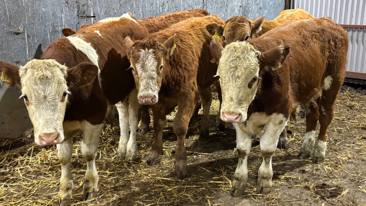 6 Quality Continental Bull Wealings - Image 1