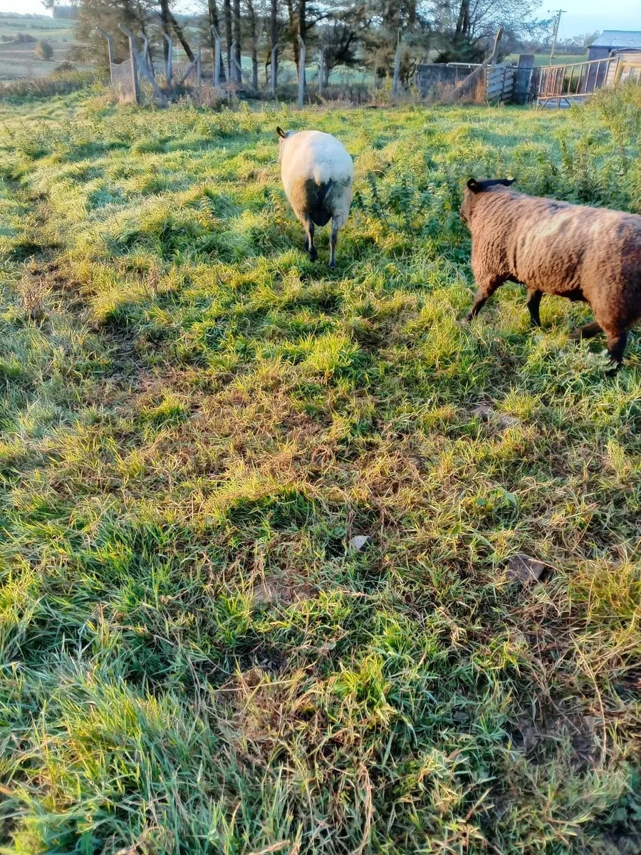 Sheep - Image 1